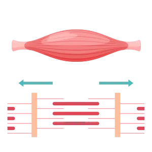 メディセル筋膜